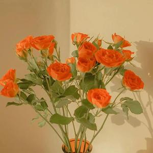 97免费在线视频
